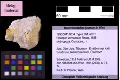 Foto (Objekt + Etiketten) von Prosopon verrucosum (Reuss, 1858) (NHMW-GEO-1990-0041-0034)